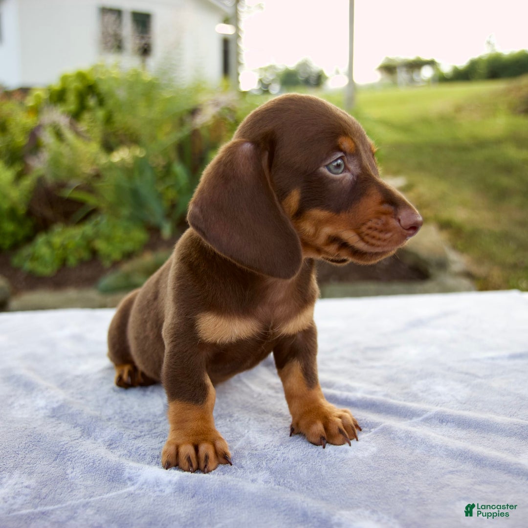 Miniature Dachshund dogs for sale: Fletcher - Image 5