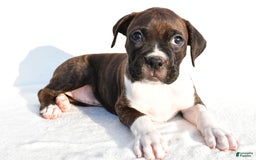Boxer dogs for sale: Mickey - Image 4