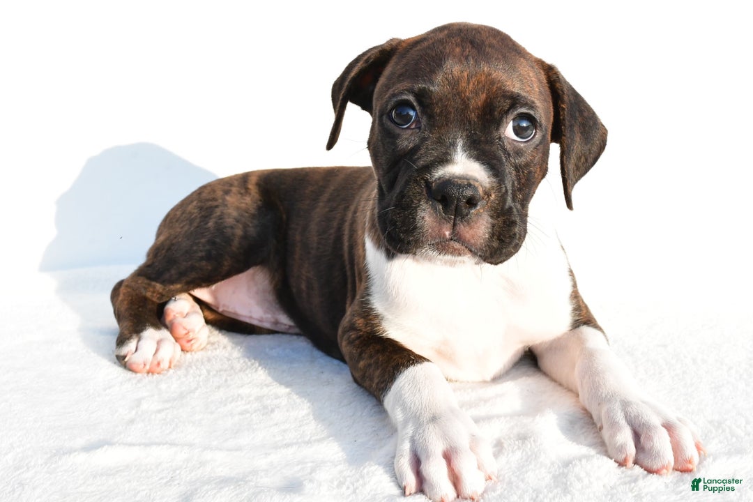 Boxer dogs for sale: Mickey - Image 4