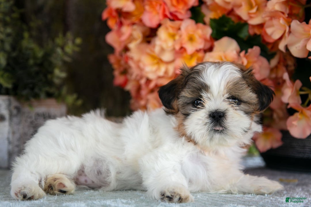 Shih Tzu dogs for sale: Jewel - Image 1