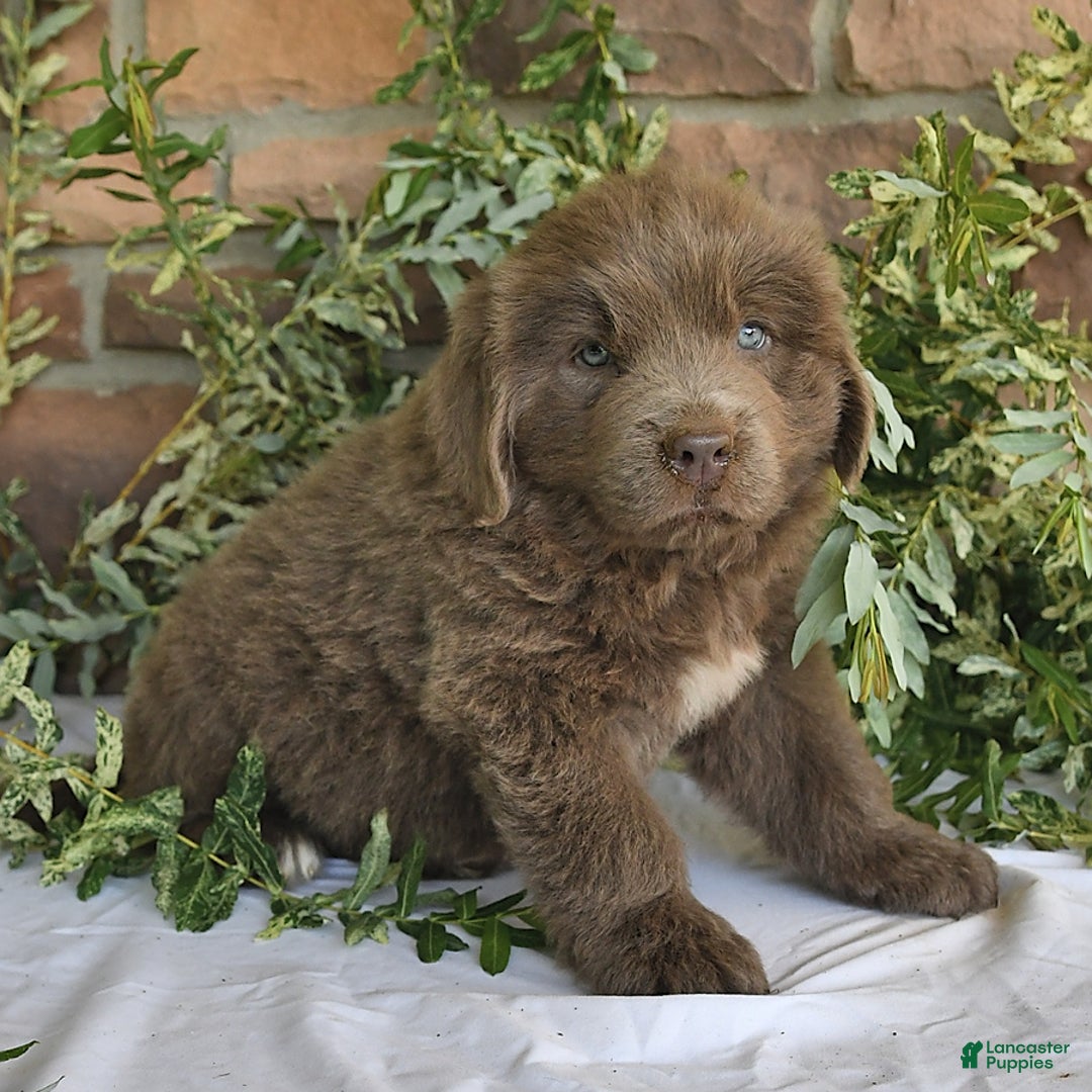 Newfoundland dogs for sale: Violet - Image 4