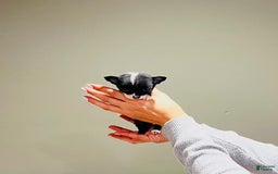 Chihuahua dogs for sale: Cosita - Image 1