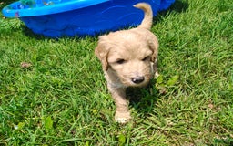 Goldendoodle dogs for sale: Cassian - Image 1