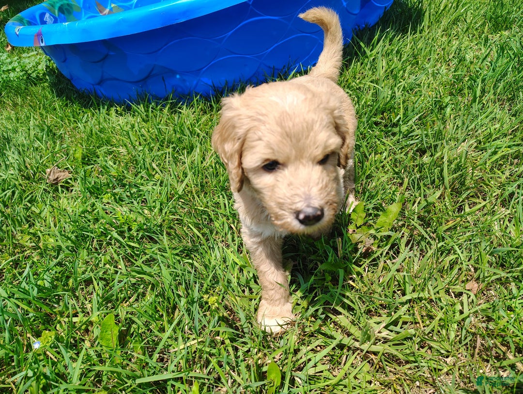 Goldendoodle dogs for sale: Cassian - Image 1
