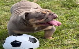 English Bulldog dogs for sale: Pablo - Image 4