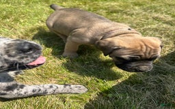 Cane Corso dogs for sale: Mandisa - Image 5