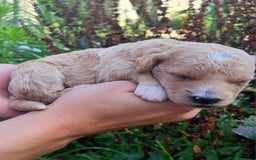 Mini Goldendoodle dogs for sale: Cupcake - Image 4