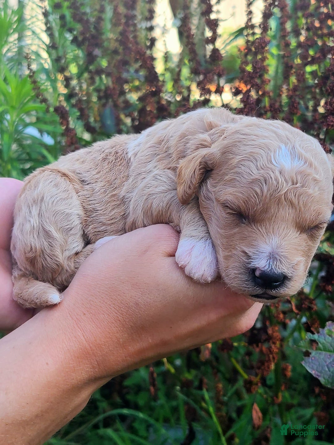 Mini Goldendoodle dogs for sale: Cupcake - Image 4