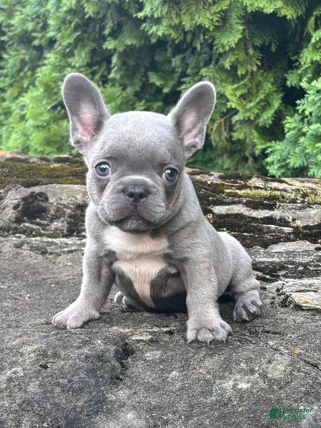 French Bulldog dogs for sale: Geno - Image 2