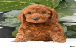 Mini Goldendoodle dogs for sale: Nicki - Image 17