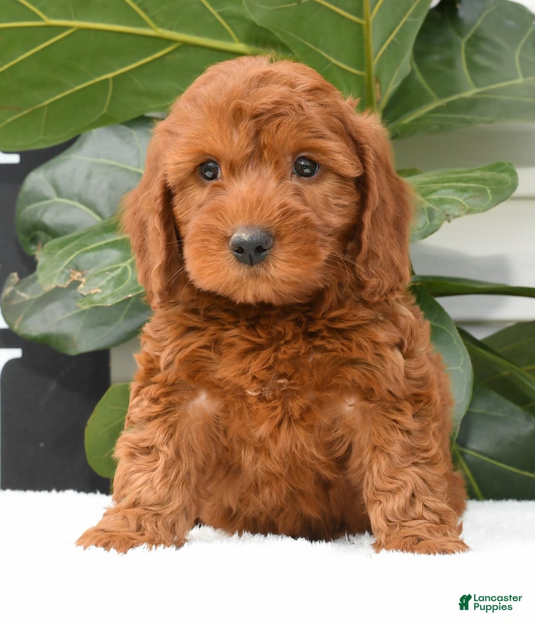 Mini Goldendoodle dogs for sale: Nicki - Image 17
