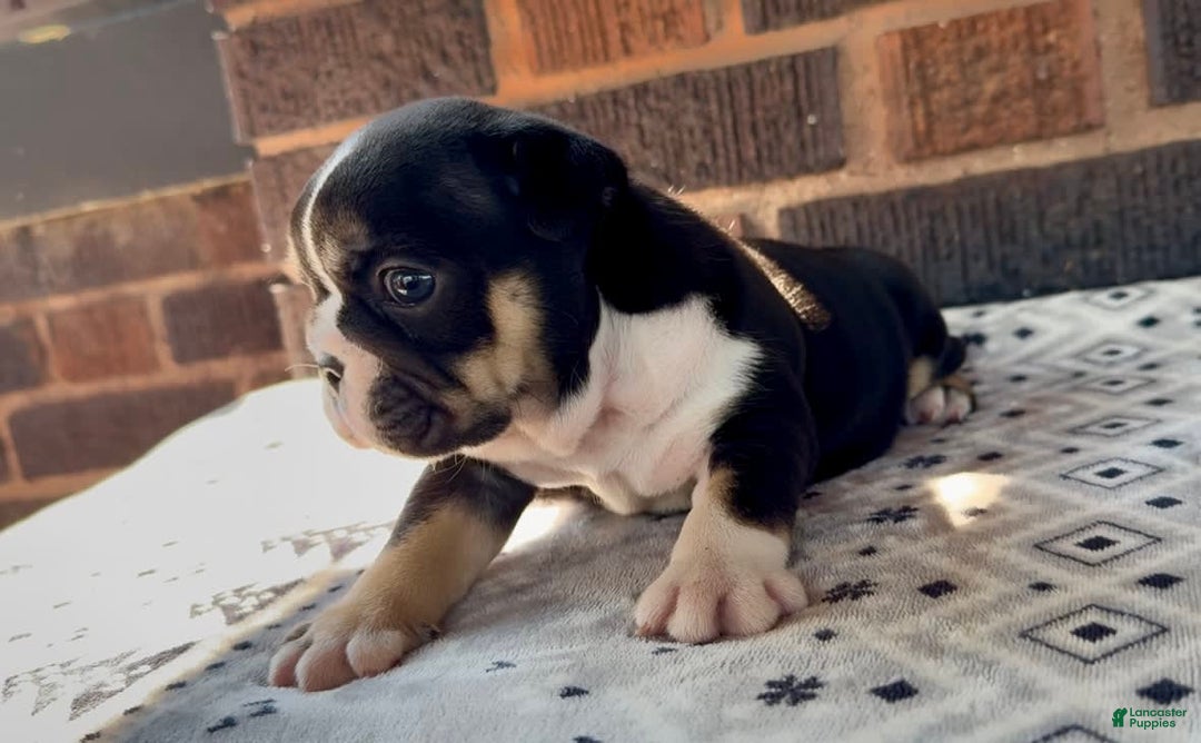 English Bulldog dogs for sale: Chloe - Image 3