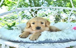 Golden Retriever dogs for sale: Ava - Image 16