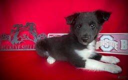 Shetland Sheepdog dogs for sale: Bi-black 6 - Image 4
