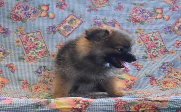Pomeranian dogs for sale - Ad 1