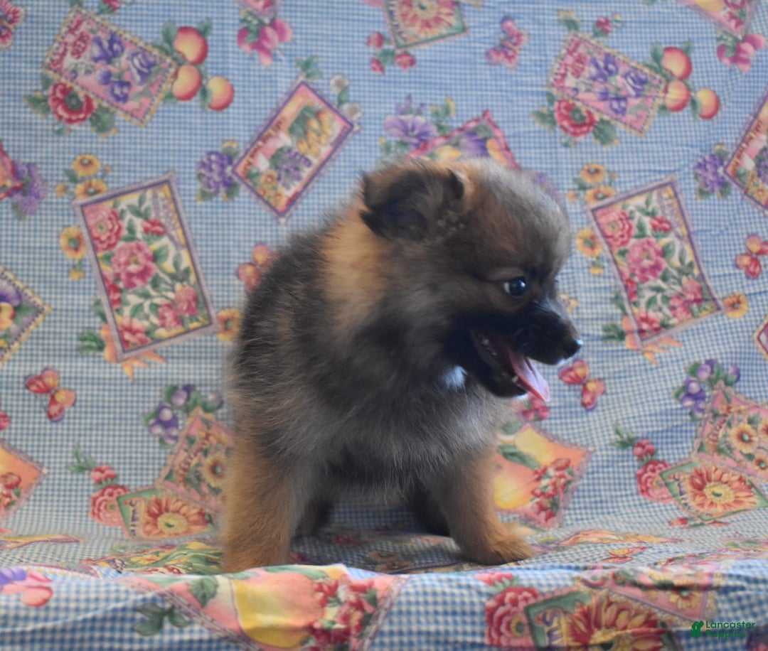 Pomeranian dogs for sale: Kelly - Image 1