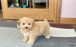 Maltipoo dogs for sale: Wyman - Image 11
