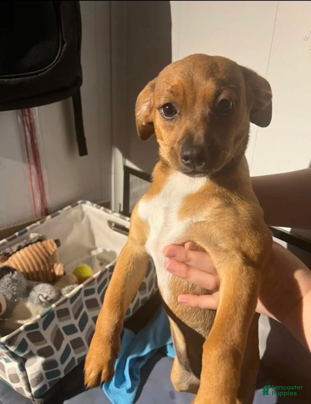 Chihuahua dogs for sale: Sweet - Image 1