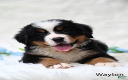 Bernese Mountain Dog dogs for sale: Waylon - Image 4