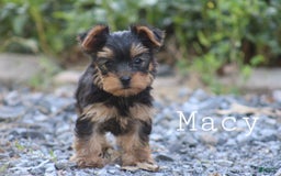 Yorkshire Terrier dogs for sale: Macy - Image 2
