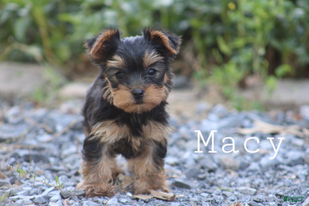 Yorkshire Terrier dogs for sale: Macy - Image 2