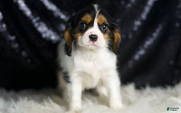 Cavalier King Charles Spaniel dogs for sale: Parker - Image 12