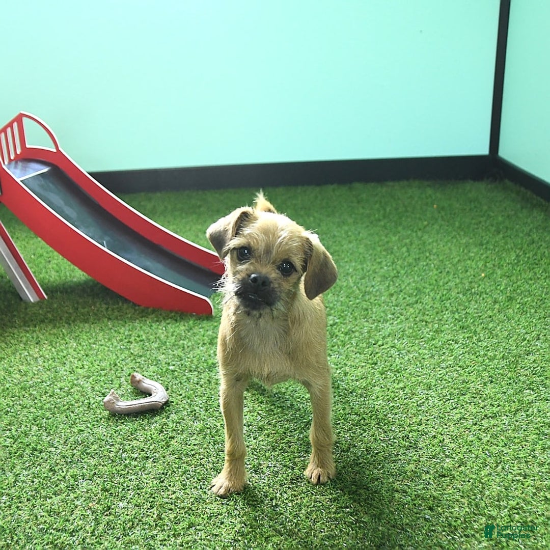 Toy Poodle dogs for sale: Dylan - Image 2