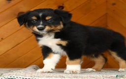 Australian Shepherd dogs for sale: Alden - Image 3