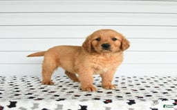 Golden Retriever dogs for sale: Flow - Image 3