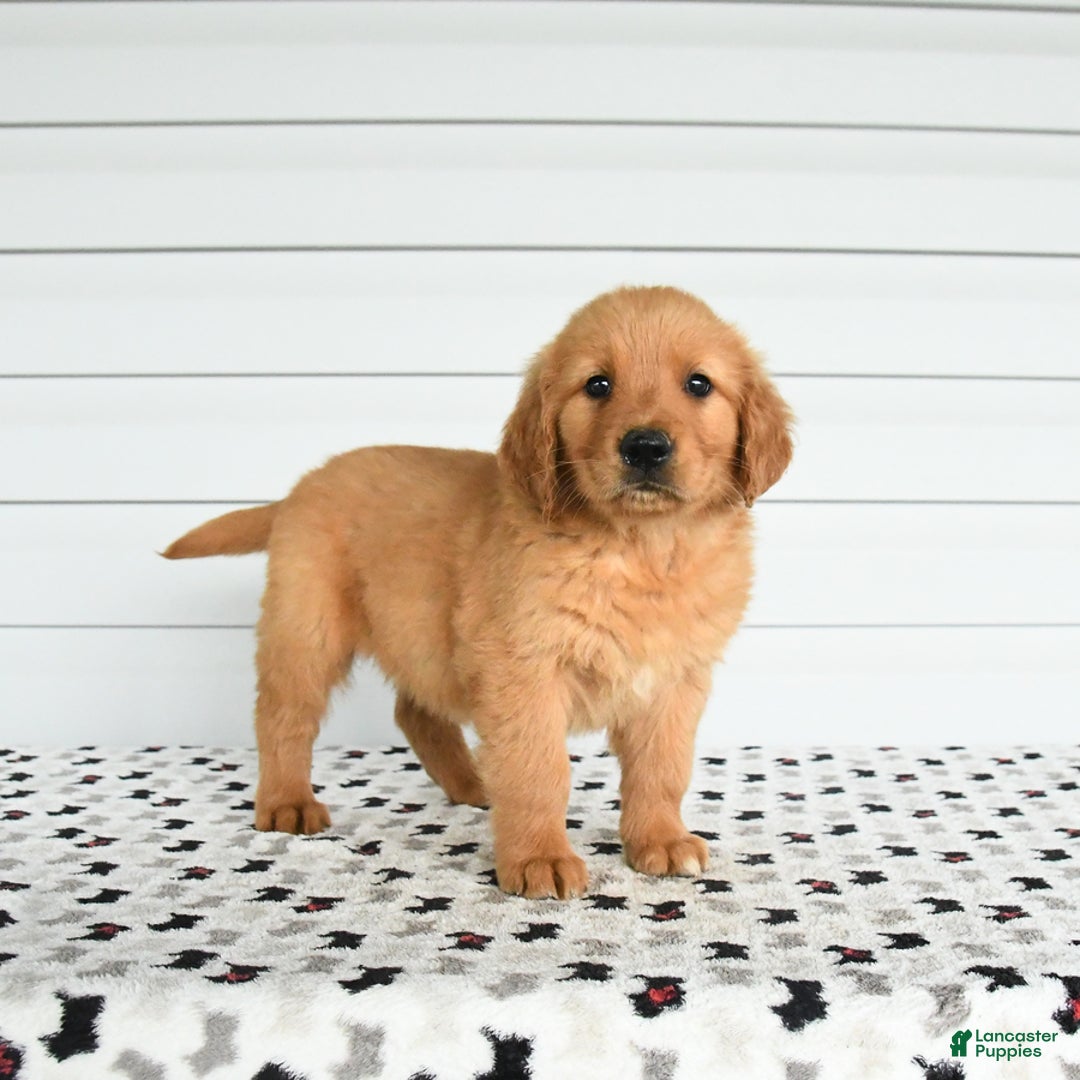 Golden Retriever dogs for sale: Flow - Image 3