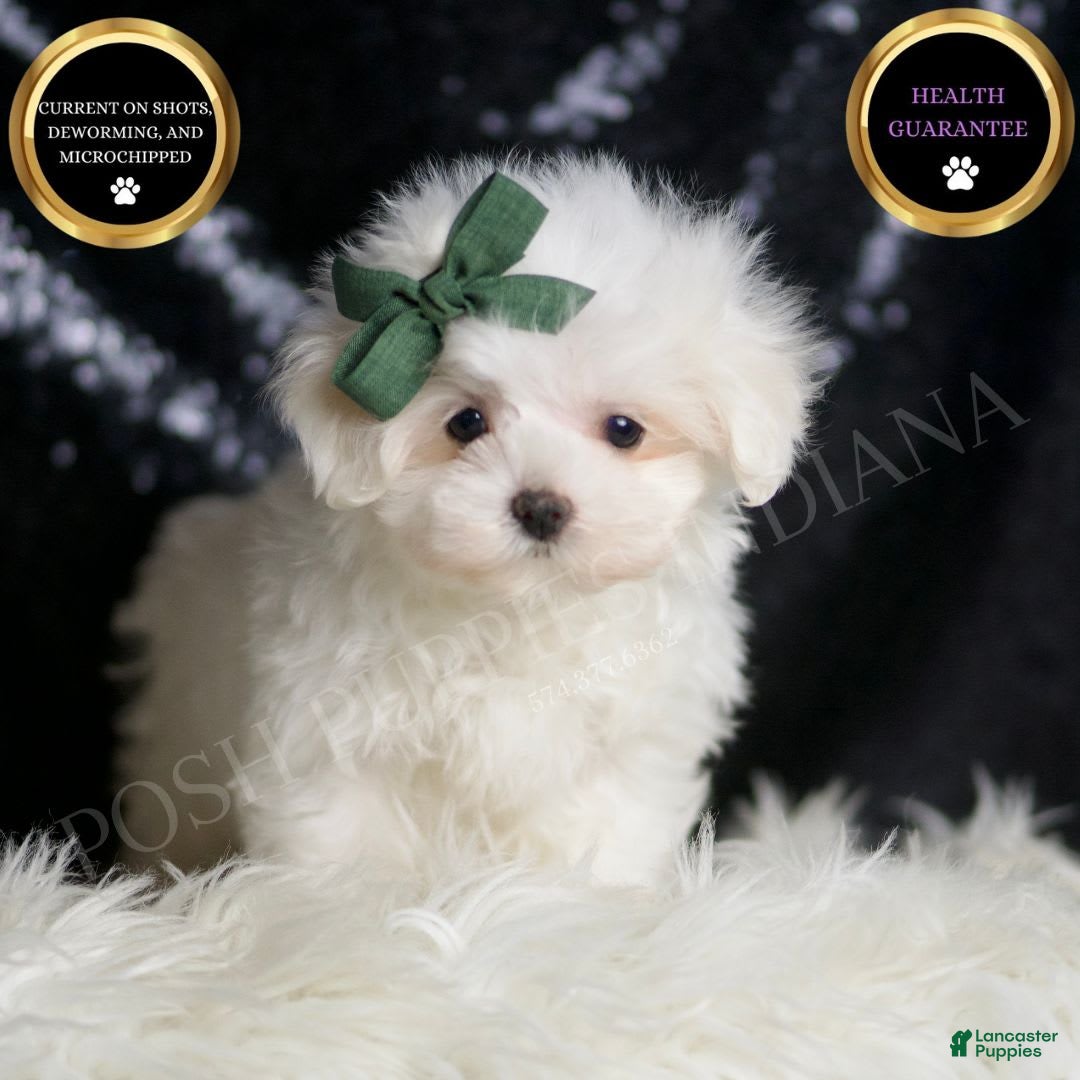 Maltese dogs for sale: Lil Casper - Image 7