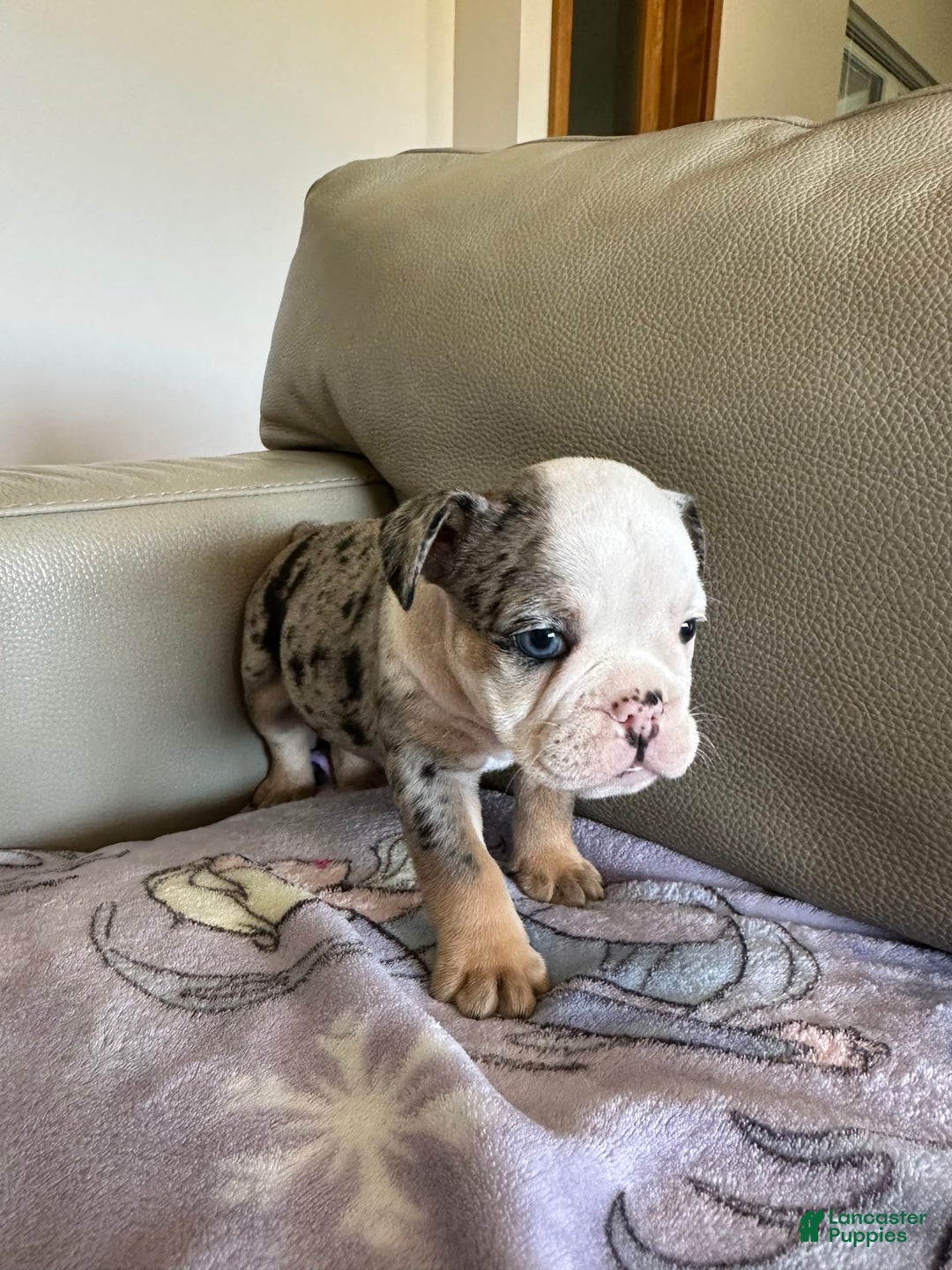 English Bulldog dogs for sale: Reese - Image 1