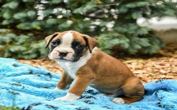 Boxer dogs for sale: Happy - Image 3