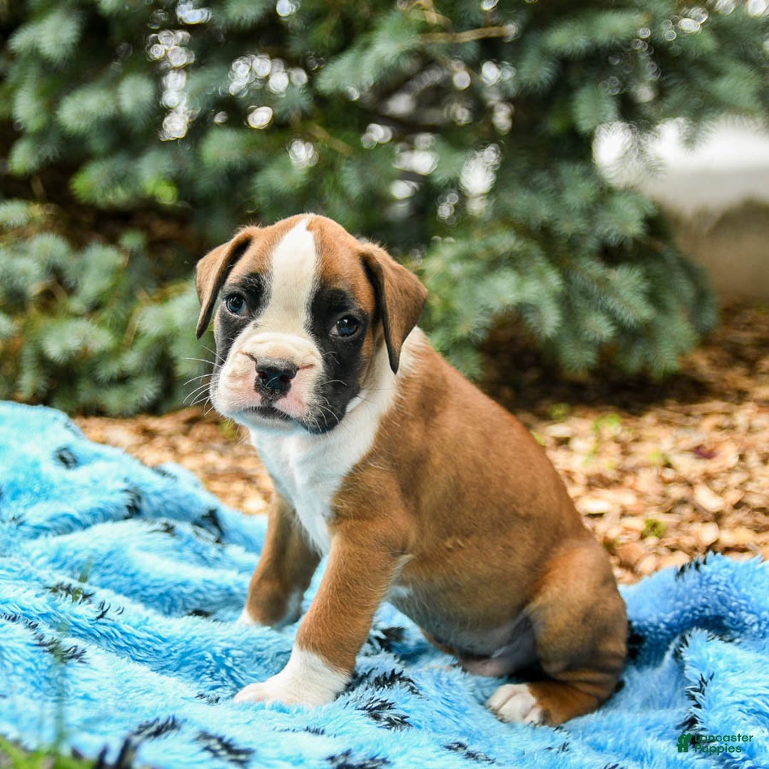Boxer dogs for sale: Happy - Image 3