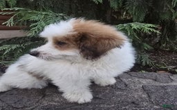 Mini Bernedoodle dogs for sale: Bubba - Image 8