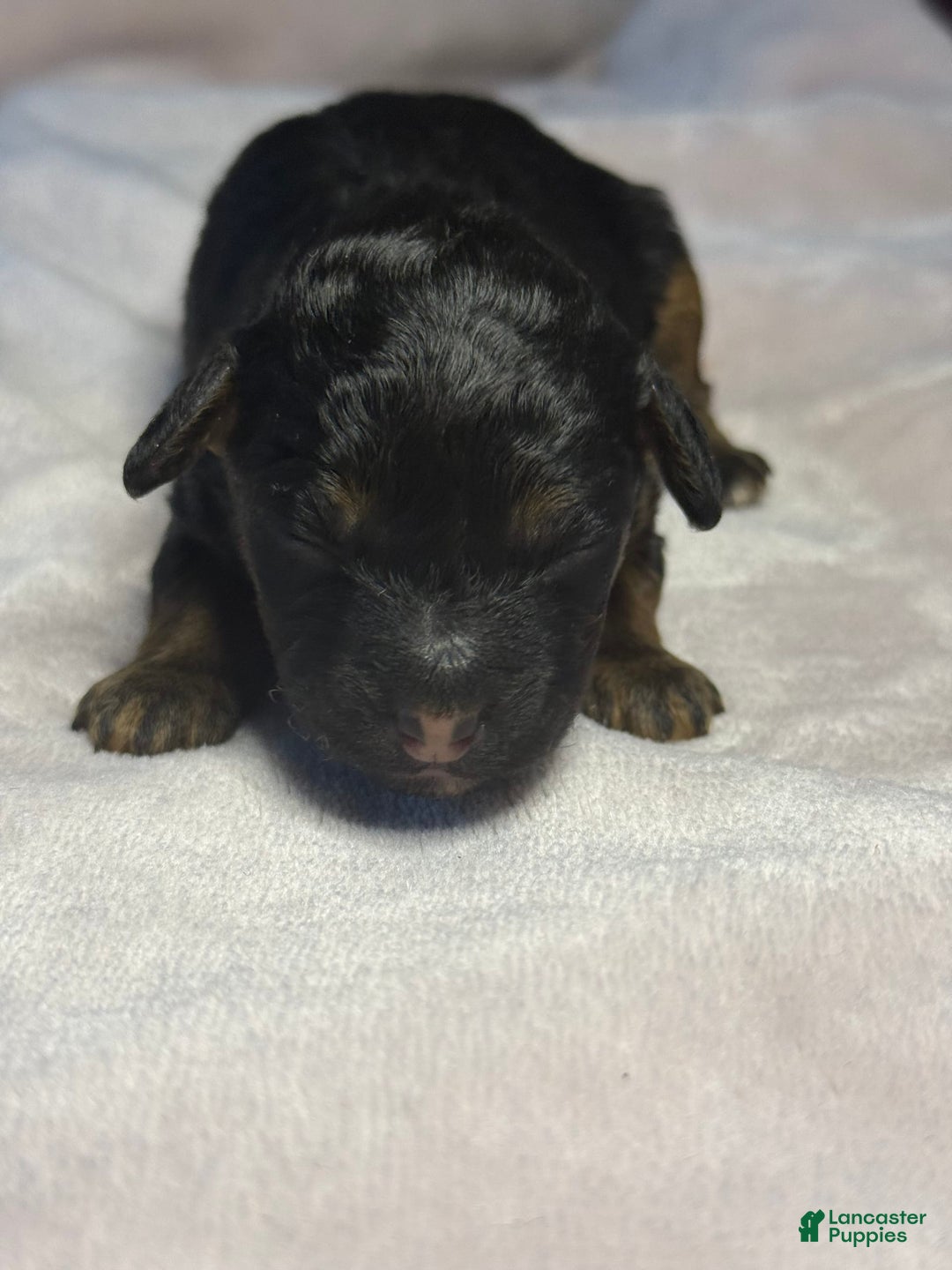 Miniature Poodle dogs for sale: Jasmine - Image 6
