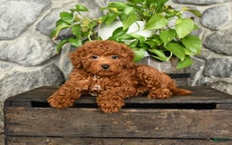 Cockapoo dogs for sale: Sky - Image 3