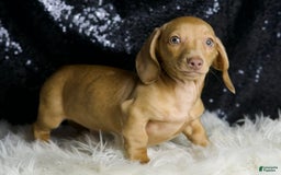 Miniature Dachshund dogs for sale: Breezey - Image 4