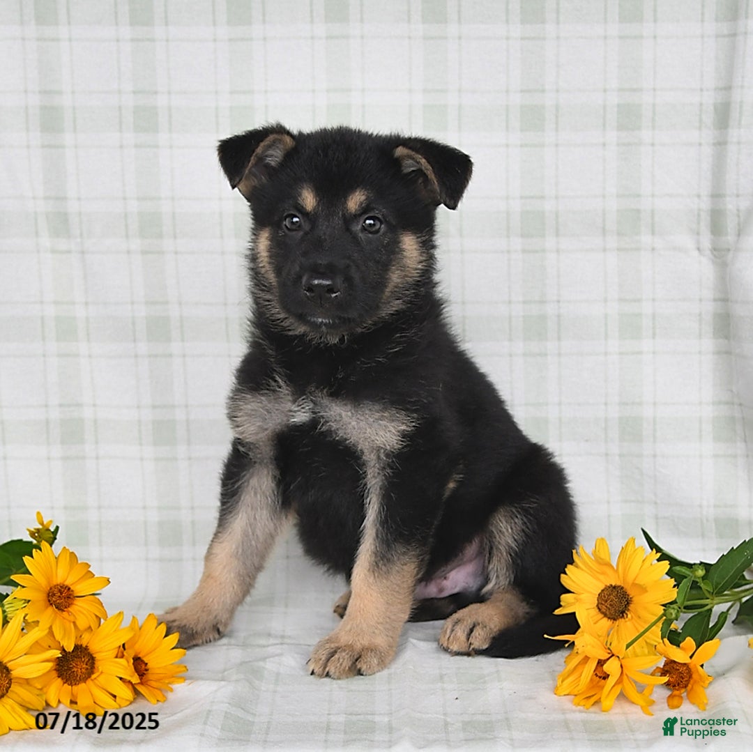 German Shepherd dogs for sale: Konner - Image 2