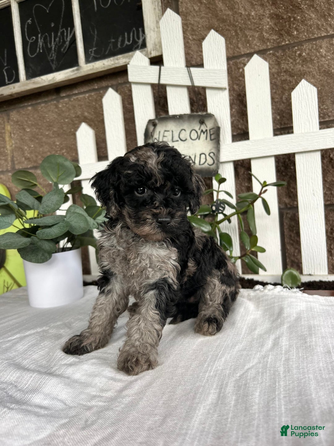 Miniature Poodle dogs for sale: Chloe - Image 5