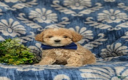 Maltipoo dogs for sale: Vaughn - Image 1