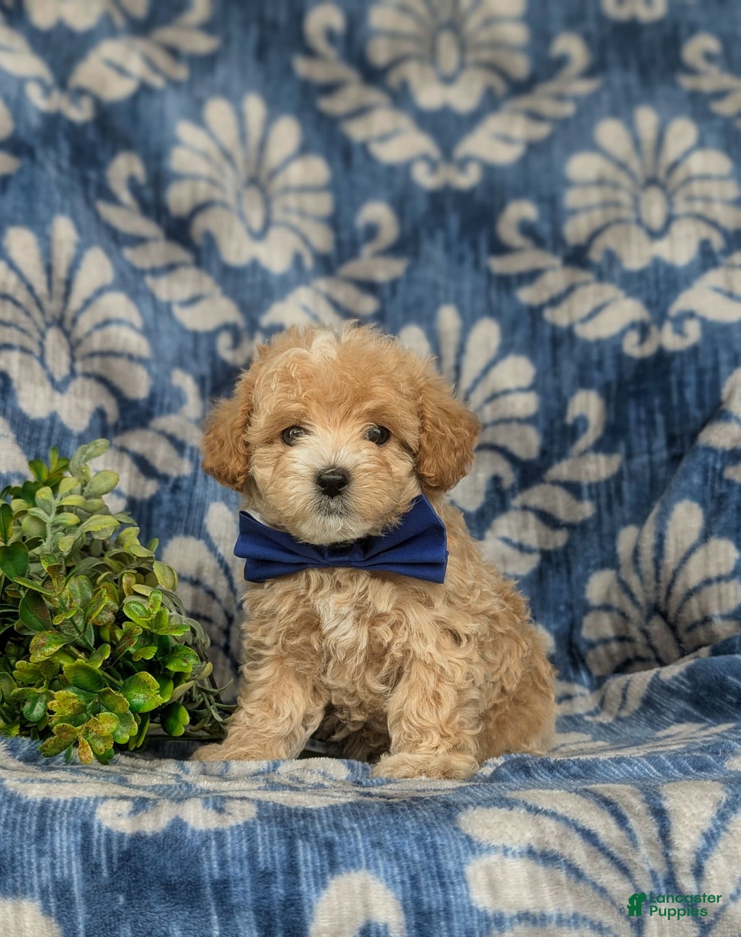 Maltipoo dogs for sale: Vaughn - Image 1