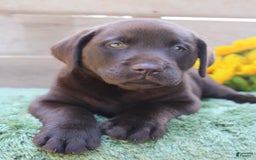 Labrador Retriever dogs for sale: Corky - Image 1
