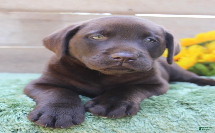 Labrador Retriever dogs for sale - Ad 4