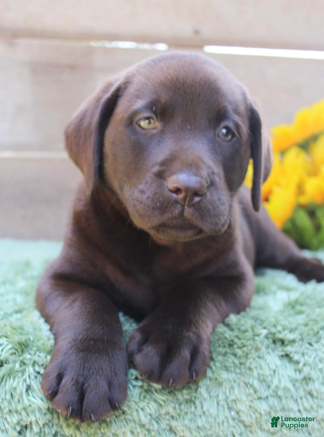 Labrador Retriever dogs for sale: Corky - Image 1