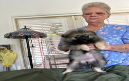 Pomeranian dogs for sale: Akc Gypsy - Image 2