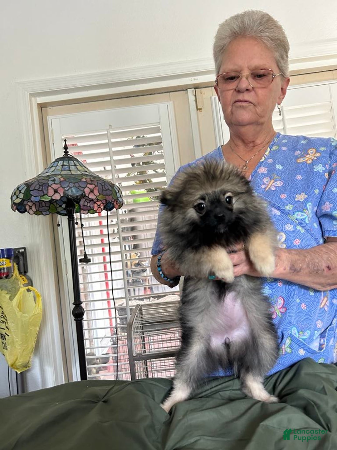 Pomeranian dogs for sale: Akc Gypsy - Image 2