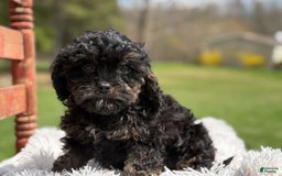 Cavapoo dogs for sale: Kingston - Image 1