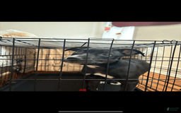 American Pit Bull Terrier dogs for sale: Shadow - Image 1