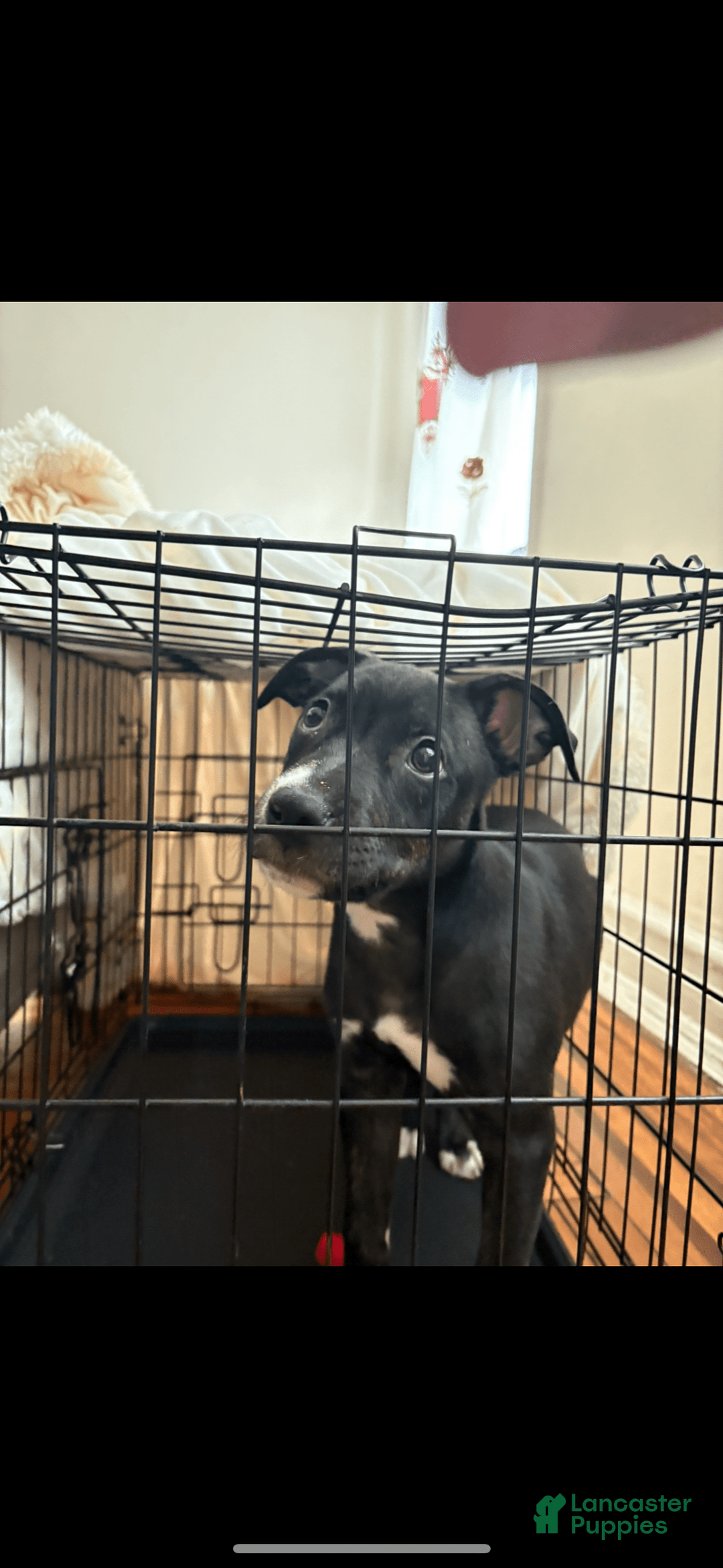 American Pit Bull Terrier dogs for sale: Shadow - Image 1